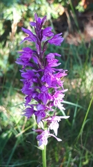 Dactylorhiza maculata