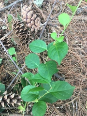 Celastrus orbiculatus