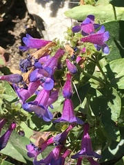 Penstemon albertinus