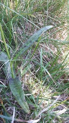Dactylorhiza maculata