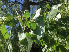 Populus fremontii