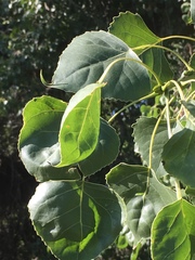 Populus fremontii