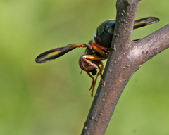 Senopterina varia