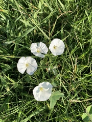 Convolvulus arvensis