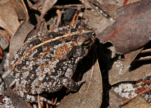 Oak Toad