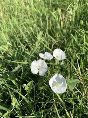 Convolvulus arvensis
