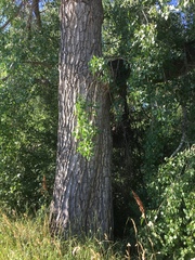 Populus fremontii