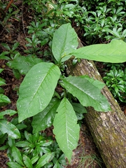 Magnolia acuminata