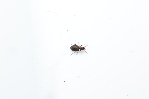 Scopodes observed 2025-02-14