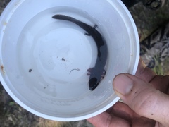 Necturus mounti