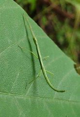 Phasmatinae