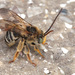 Common Longhorn Bee - Photo (c) Mary Keim, some rights reserved (CC BY-NC-SA)