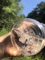 Necturus mounti