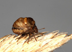 Vilpianus galii