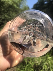 Necturus mounti