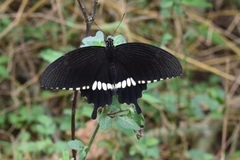 Papilio polytes