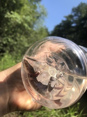 Necturus mounti