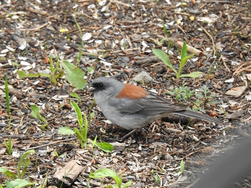 Red-backed Junco photographed in New Mexico