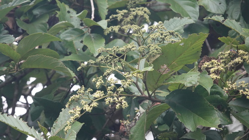 Cordia tetrandra observed 2025-02-09
