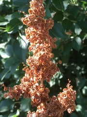 Rumex crispus
