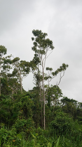 Foto de Pau-formiga
