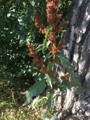 Rumex crispus