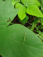 Phasmatinae