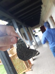 Hamadryas atlantis atlantis