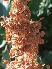 Rumex crispus