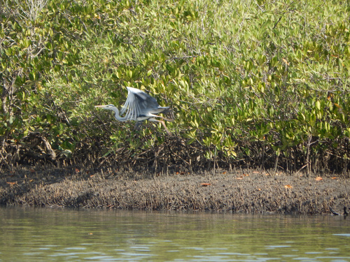 Grey Heron