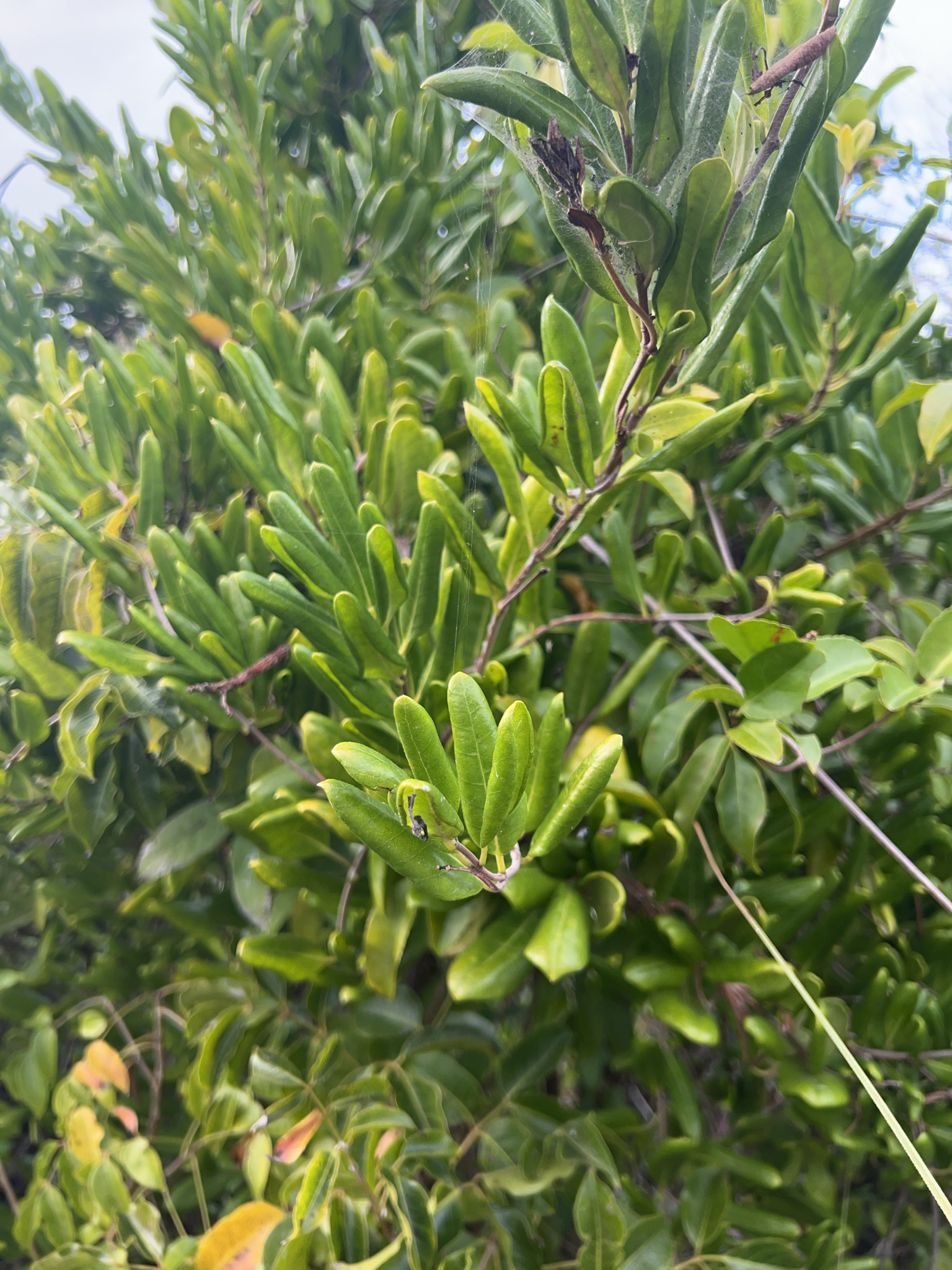 Imagem de Alamanda-de-praia