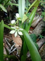 Prosthechea radiata