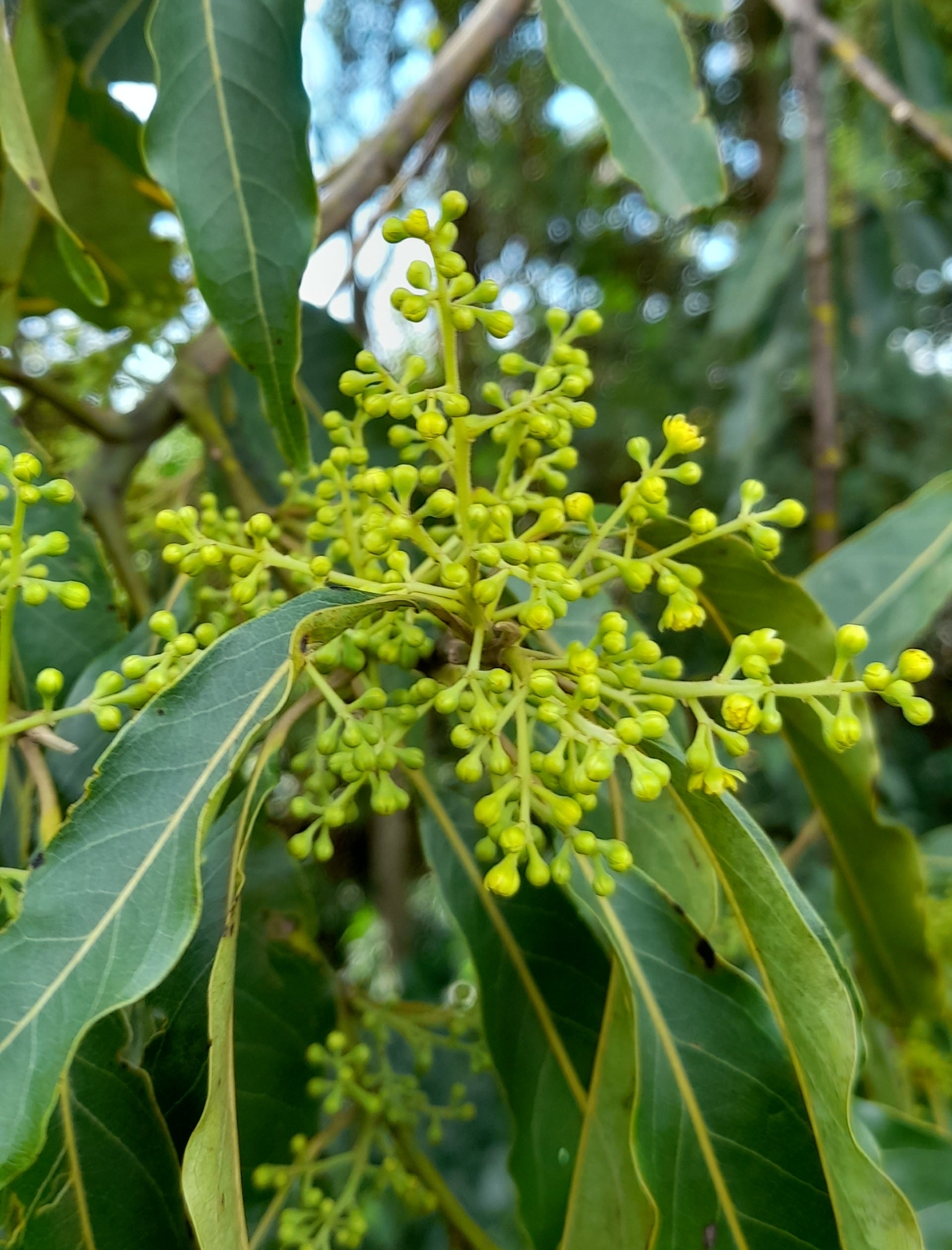 Ocotea puberula