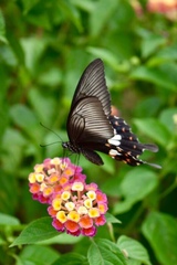 Papilio polytes