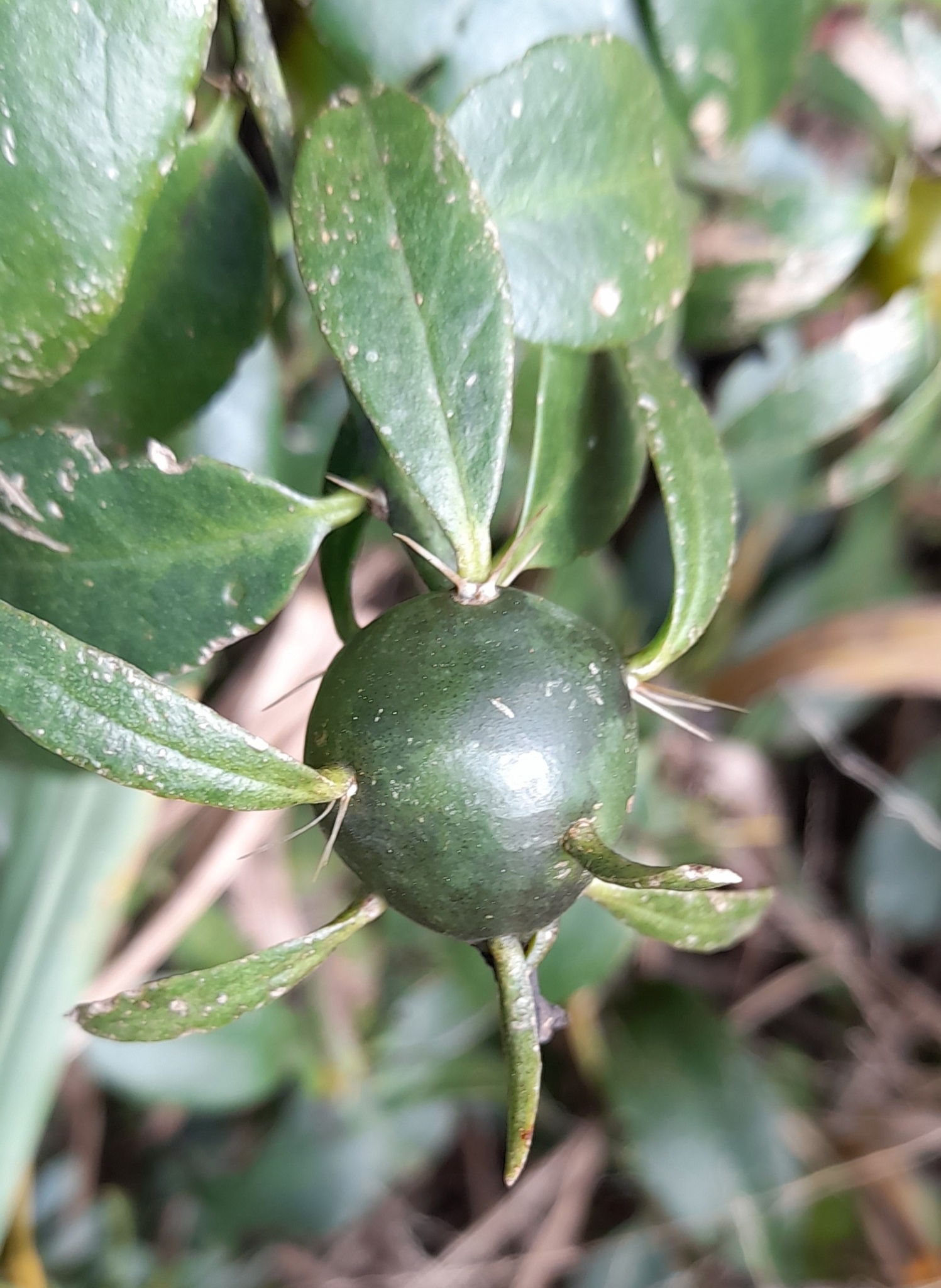 Pereskia aculeata