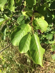 Prunus virginiana