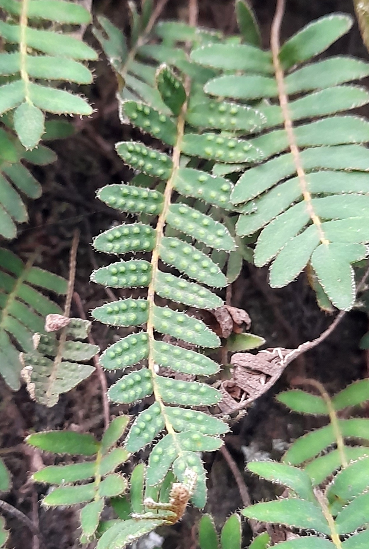 Pleopeltis polypodioides