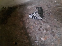 Hamadryas atlantis atlantis