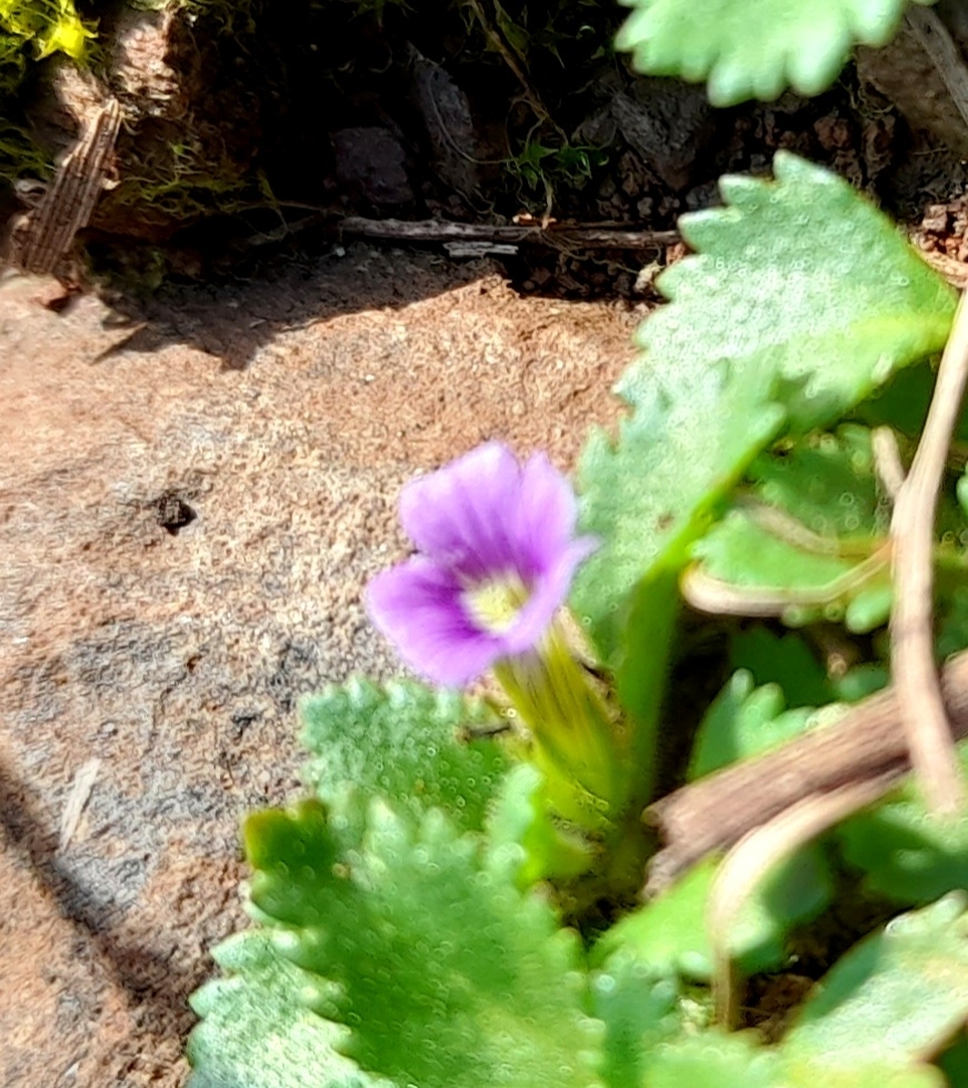 Stemodia verticillata