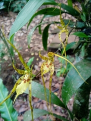 Brassia caudata