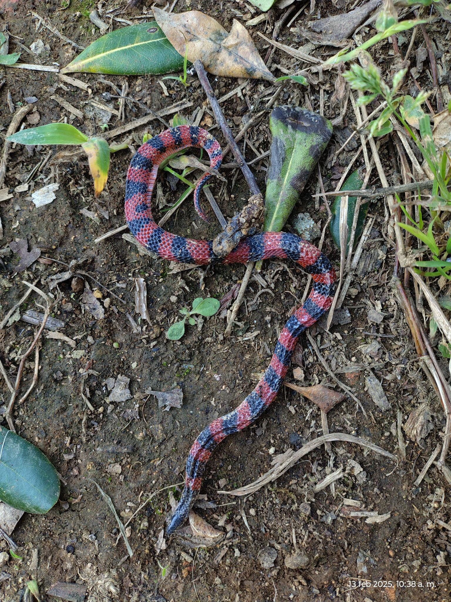 Loranca's Earth Snake photo 5