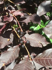Prunus virginiana