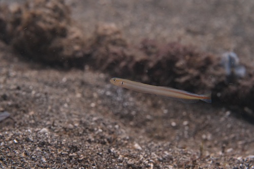 Black-spot worm goby (Gunnellichthys monostigma) — Microdesmidae — 4