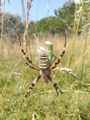 Argiope bruennichi