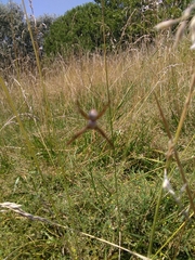 Argiope bruennichi