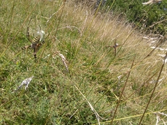 Argiope bruennichi