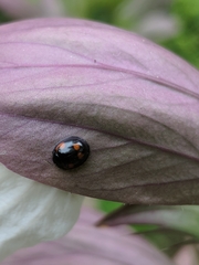 Exochomus quadripustulatus