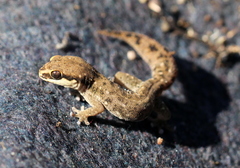 Pachydactylus geitje