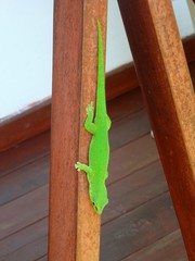 Phelsuma grandis