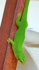 Phelsuma grandis